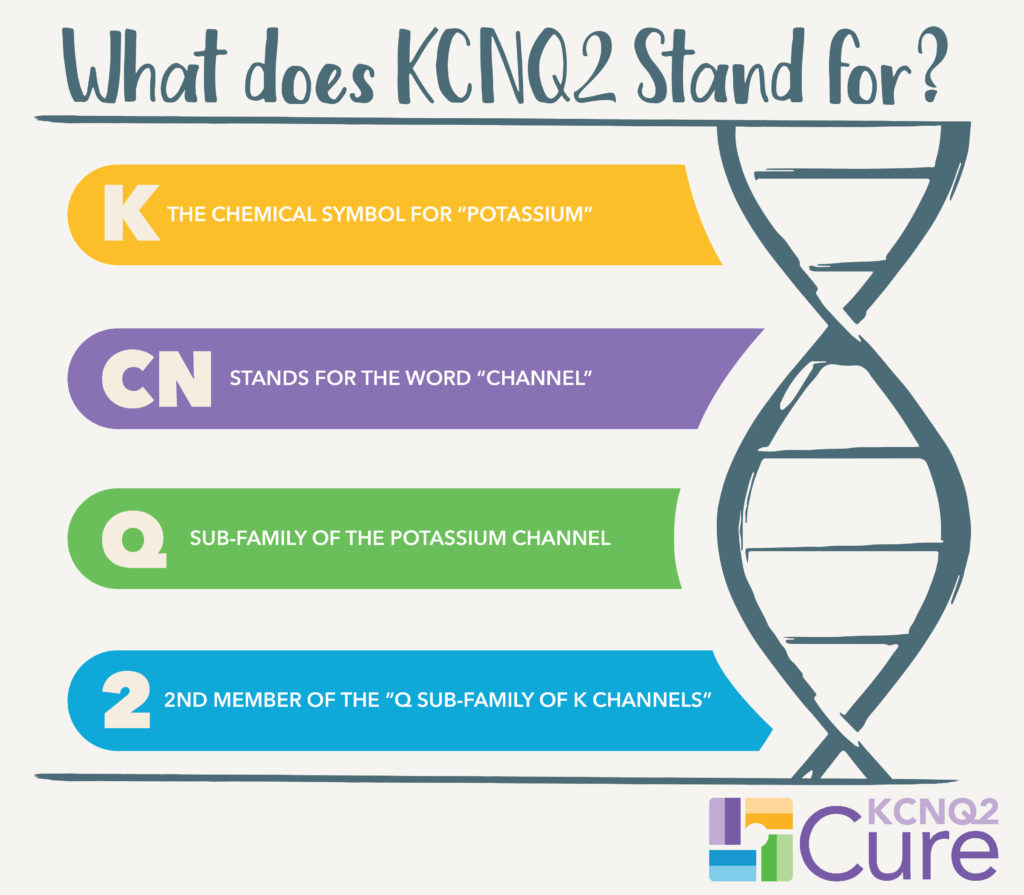 what does kcnq2 stand for