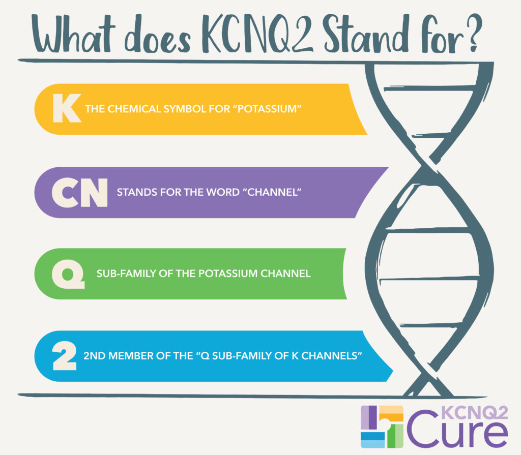 KCNQ2_explained_2-01 what does kcnq2 stand for