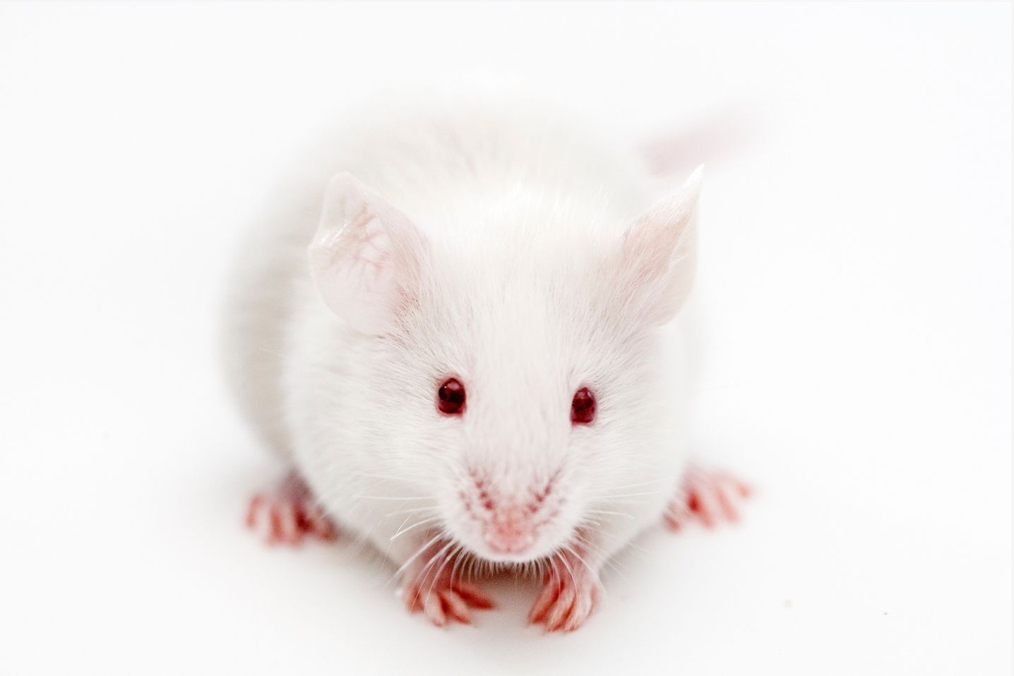 Laboratory mouse
