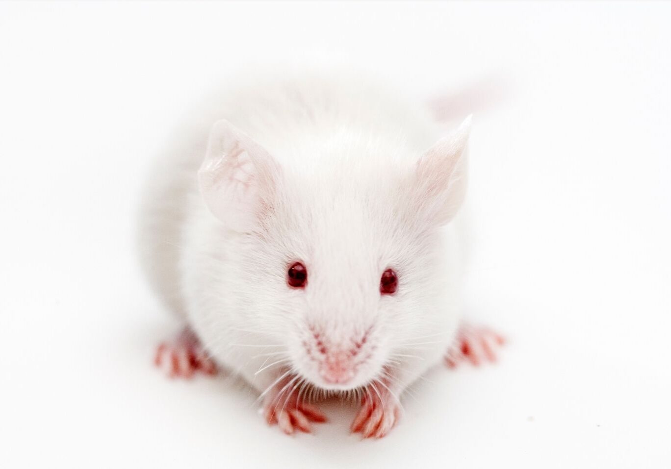 rodent